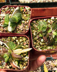 Gasteria gracilis variegata - Vivid Root