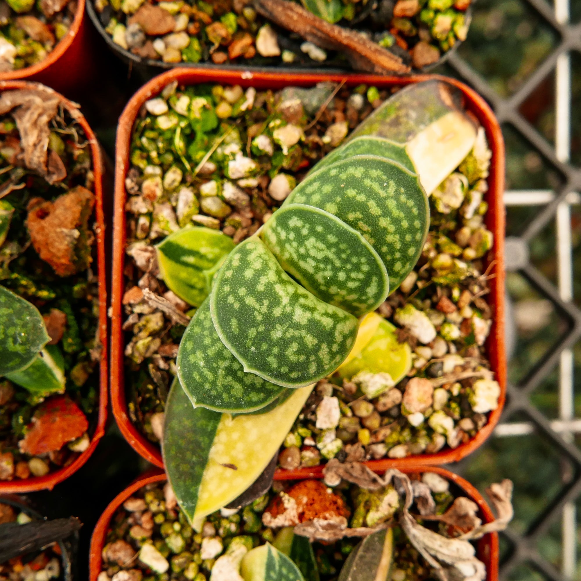 Gasteria gracilis variegata - Vivid Root