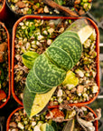 Gasteria gracilis variegata - Vivid Root