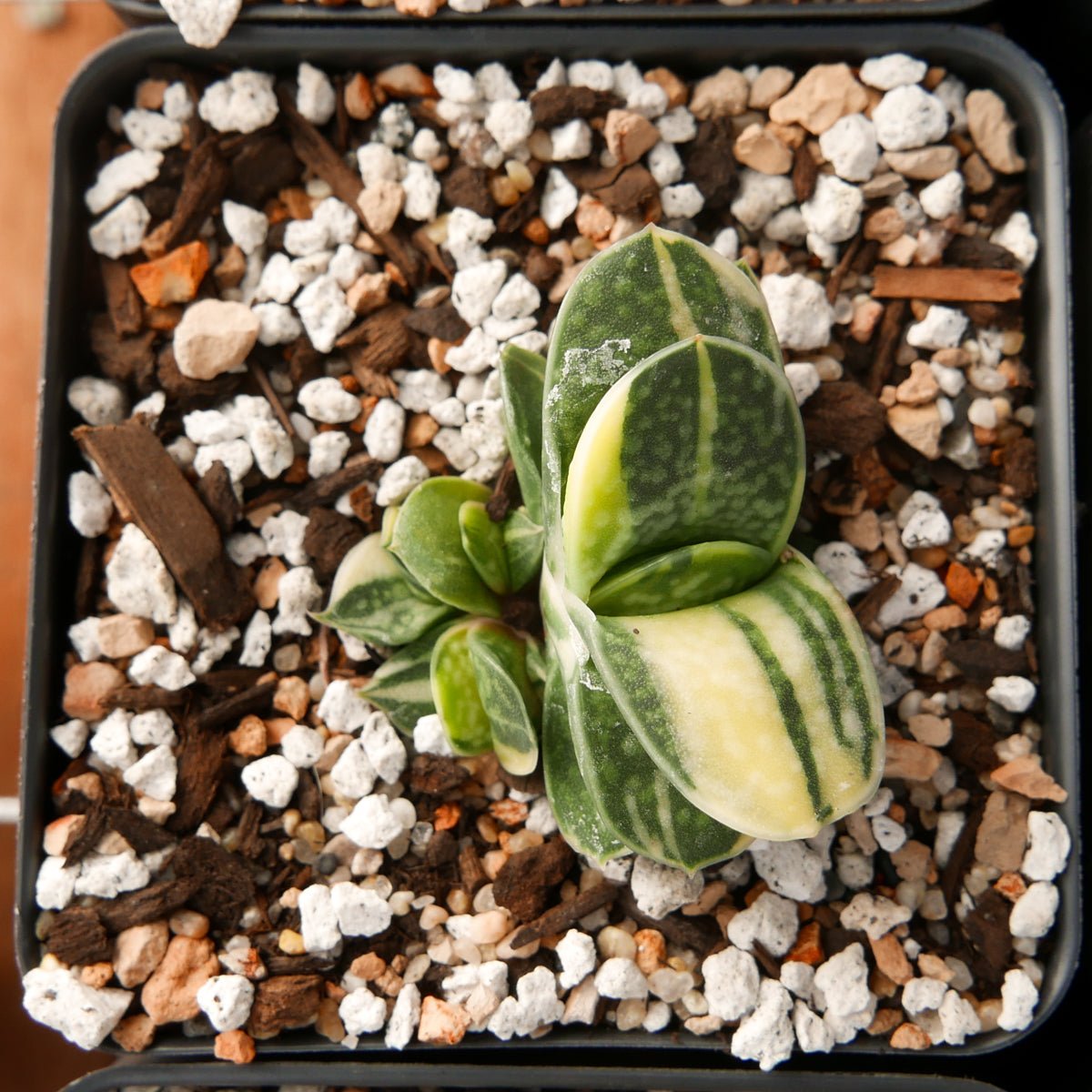 Gasteria gracilis variegata - Vivid Root