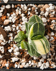 Gasteria gracilis variegata - Vivid Root