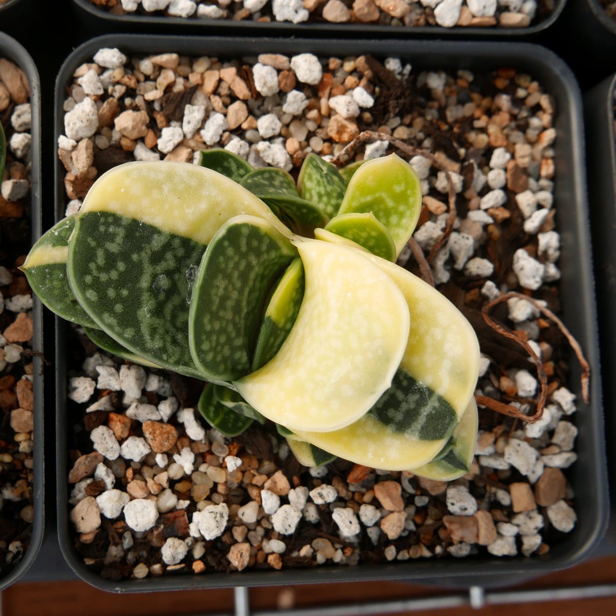 Gasteria gracilis variegata - Vivid Root