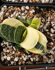Gasteria gracilis variegata - Vivid Root