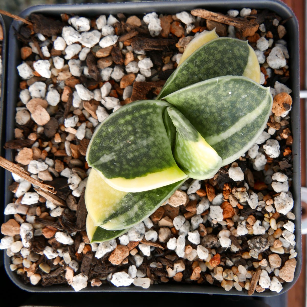 Gasteria gracilis variegata - Vivid Root