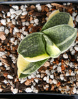 Gasteria gracilis variegata - Vivid Root