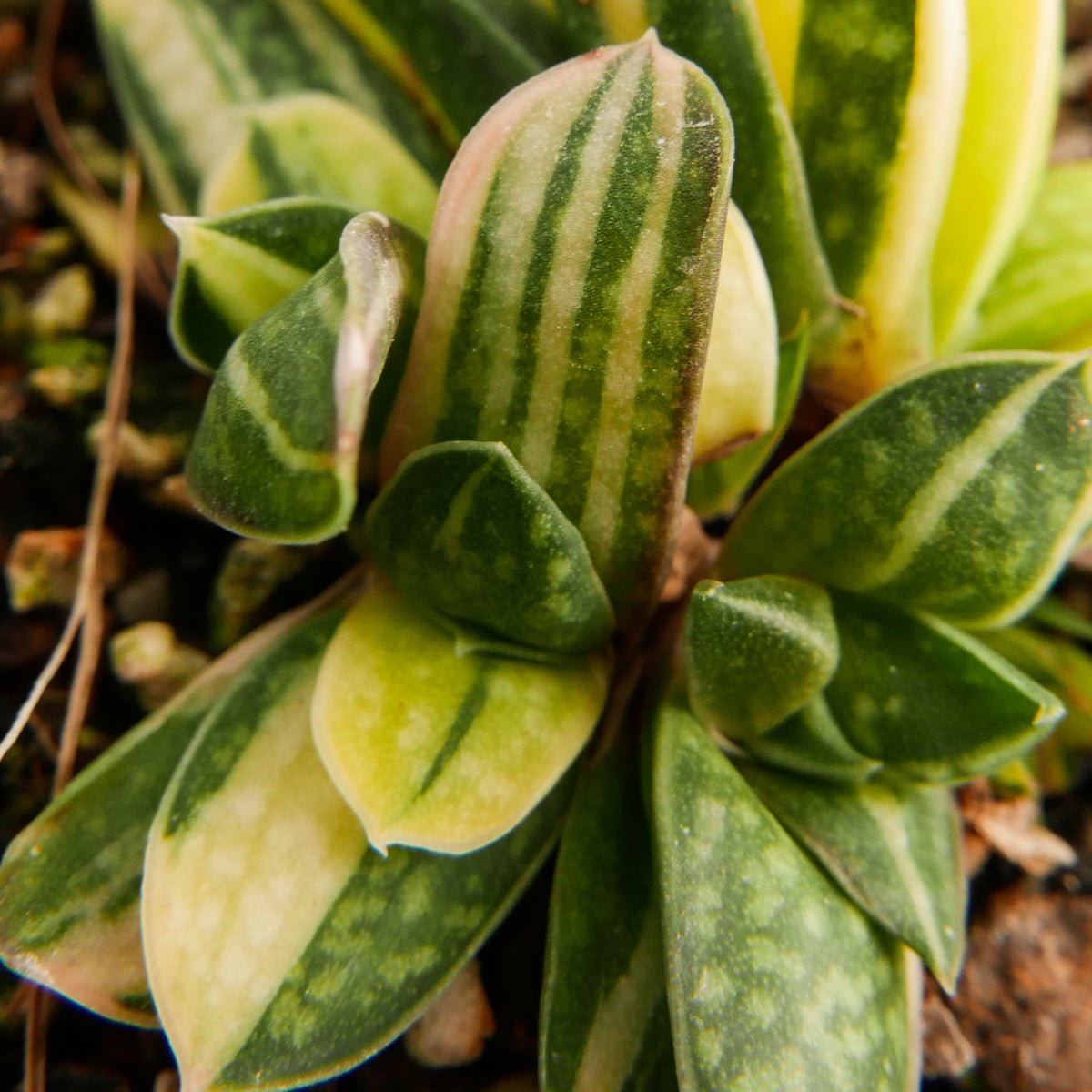 Gasteria gracilis variegata - Vivid Root