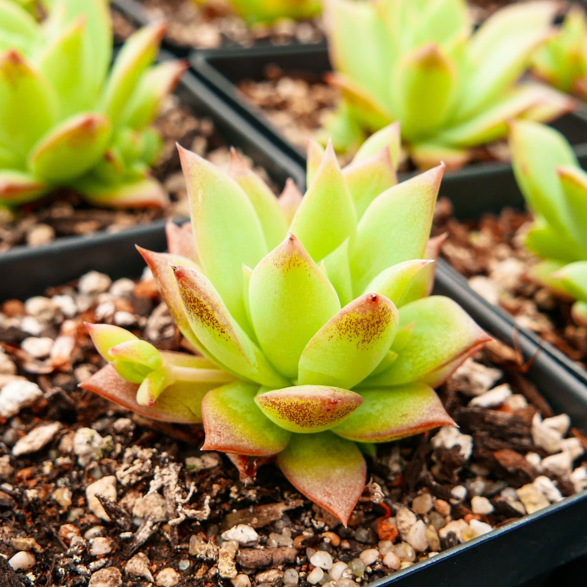 Graptopetalum macdougallii - Vivid Root