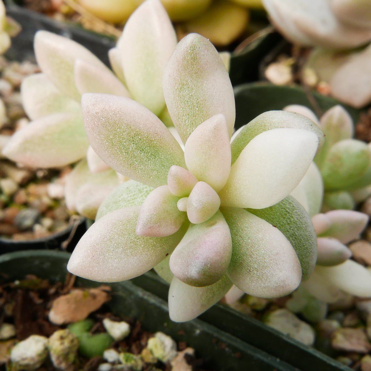 Graptopetalum 'Mirinae' variegated - Vivid Root