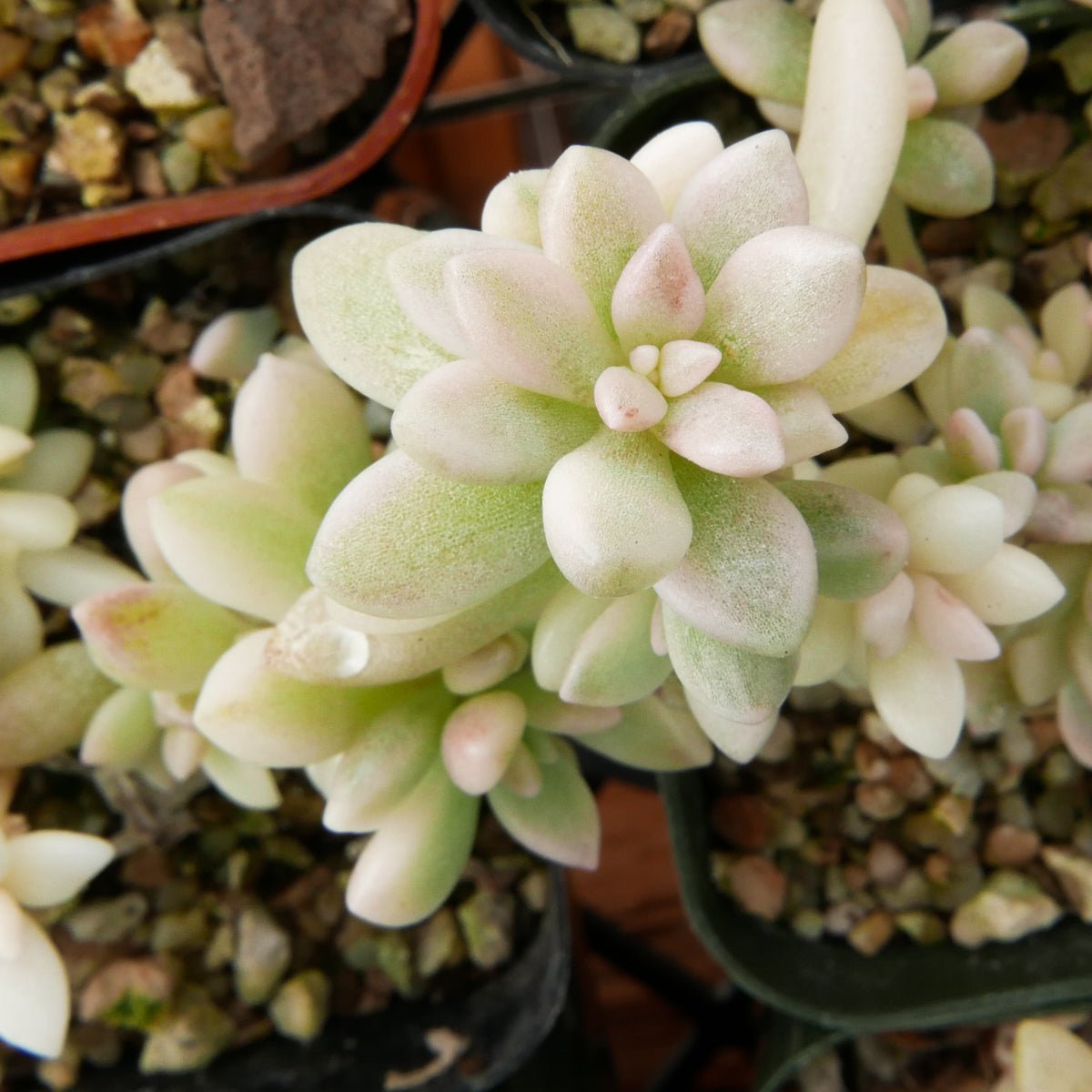 Graptopetalum 'Mirinae' variegated - Vivid Root
