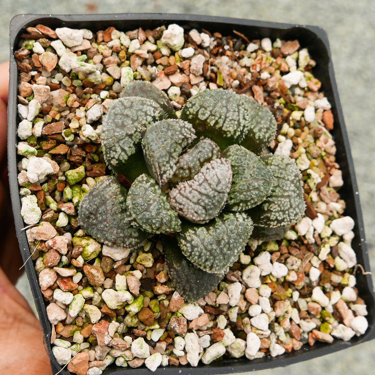 Haworthia 'Mordor' - Vivid Root