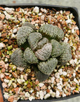Haworthia 'Mordor' - Vivid Root