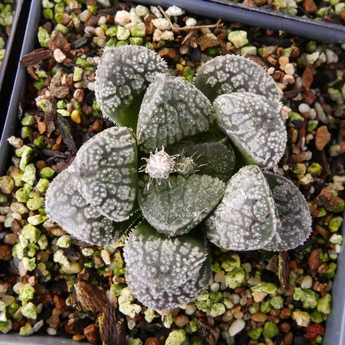 Haworthia 'Mordor' - Vivid Root