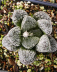 Haworthia 'Mordor' - Vivid Root