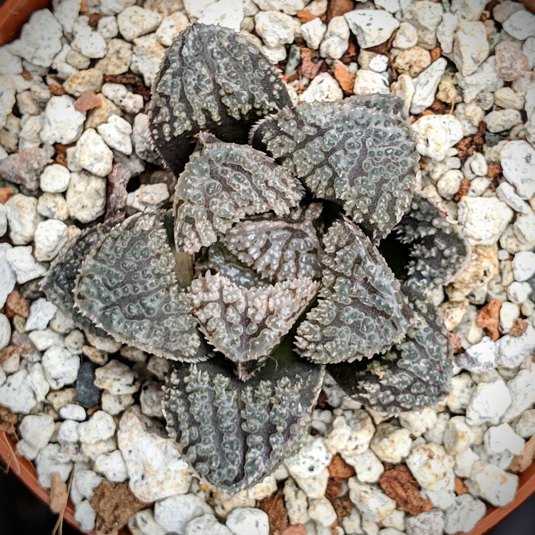Haworthia 'Mordor' - Vivid Root