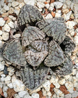 Haworthia 'Mordor' - Vivid Root