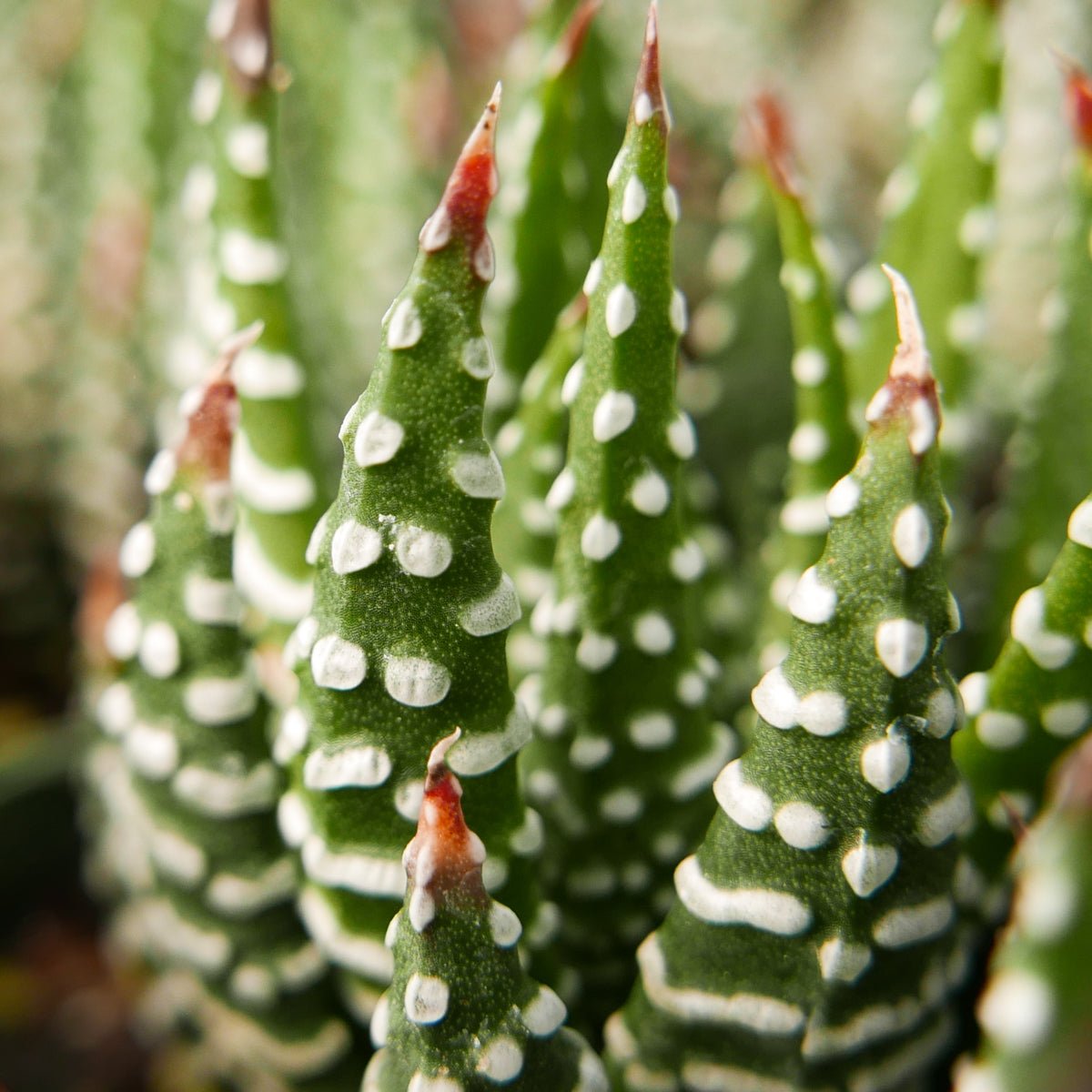 Haworthia reinwardtii f. chalumnensis - Vivid Root