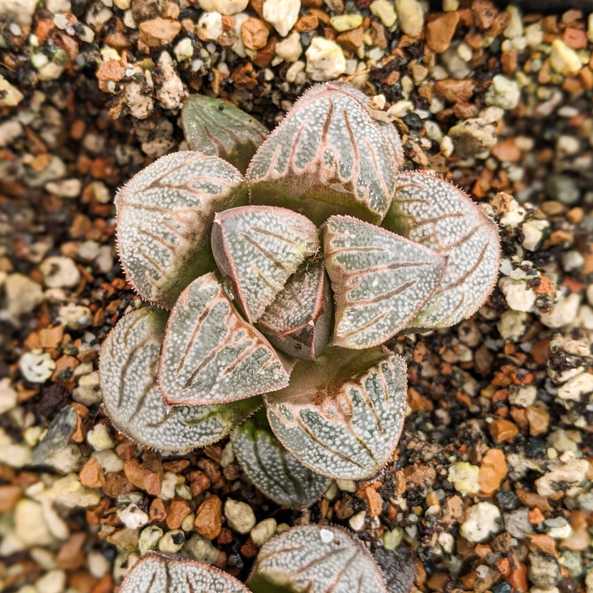 Haworthia splendens 'Aries' - Vivid Root