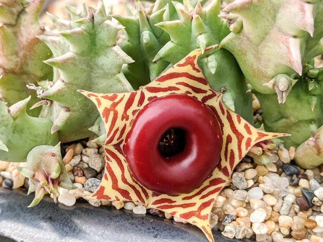 Huernia zebrina v. zebrina f. variegata - Life Saver Plant - Vivid Root