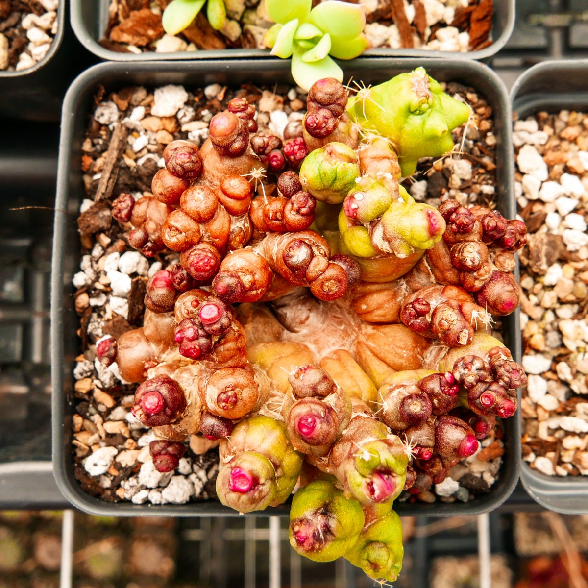 Mammillaria bocasana f. monstruosa &#39;Fred&#39; - Vivid Root