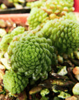 Monanthes polyphylla - Vivid Root