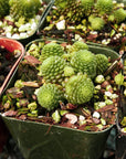 Monanthes polyphylla - Vivid Root