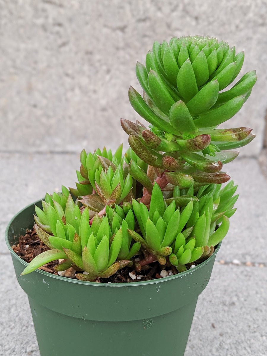 Orostachys japonica - Rock Pine - Vivid Root