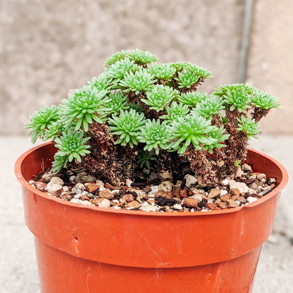 Sedum multiceps - Mini Joshua Tree - Vivid Root