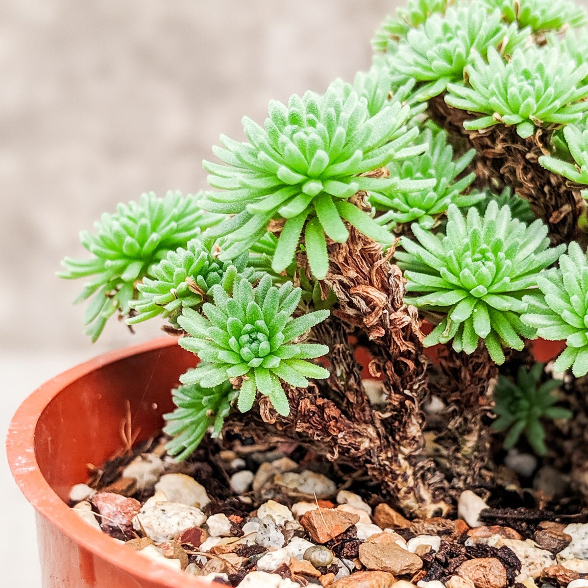 Sedum multiceps - Mini Joshua Tree - Vivid Root