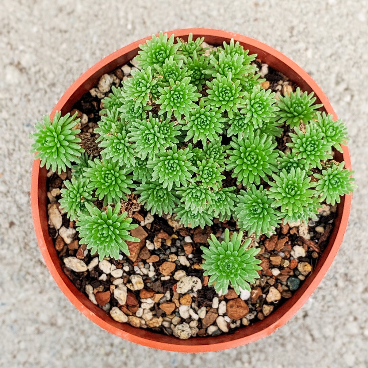 Sedum multiceps - Mini Joshua Tree - Vivid Root
