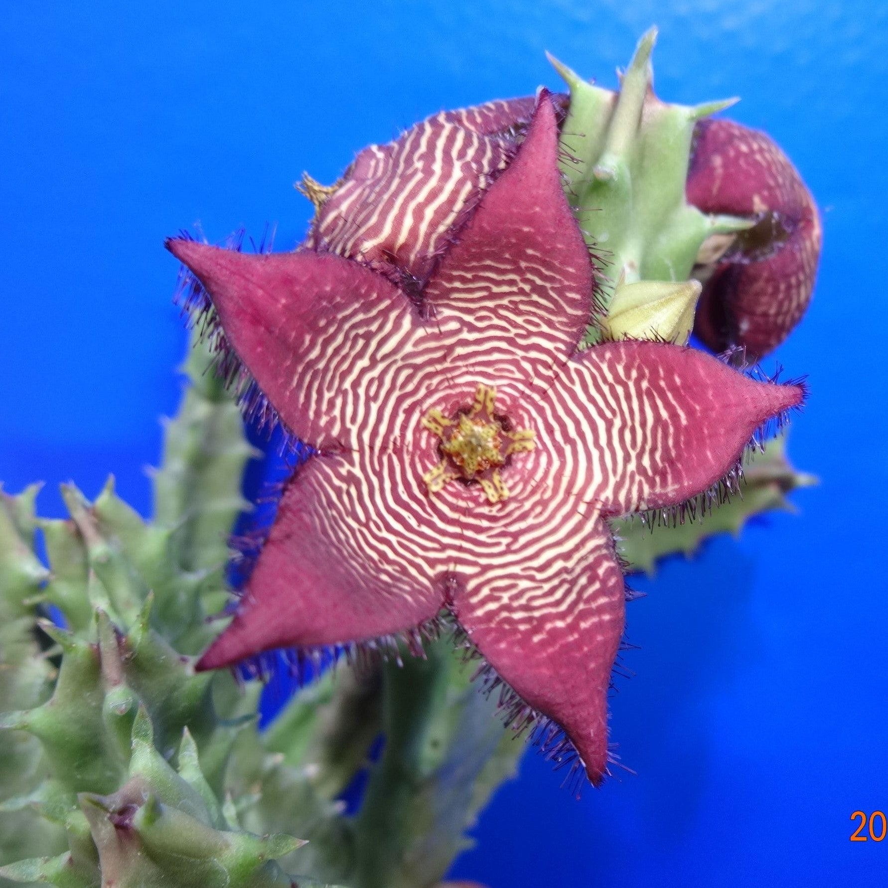 Tromotriche revoluta var. trigridia - Vivid Root
