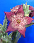 Tromotriche revoluta var. trigridia - Vivid Root